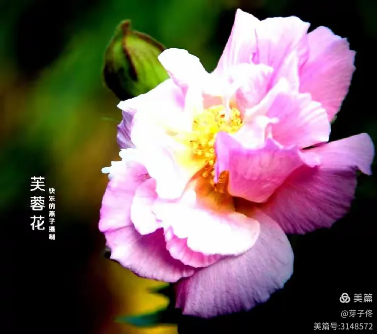 (古诗六首)芙蓉花韵香